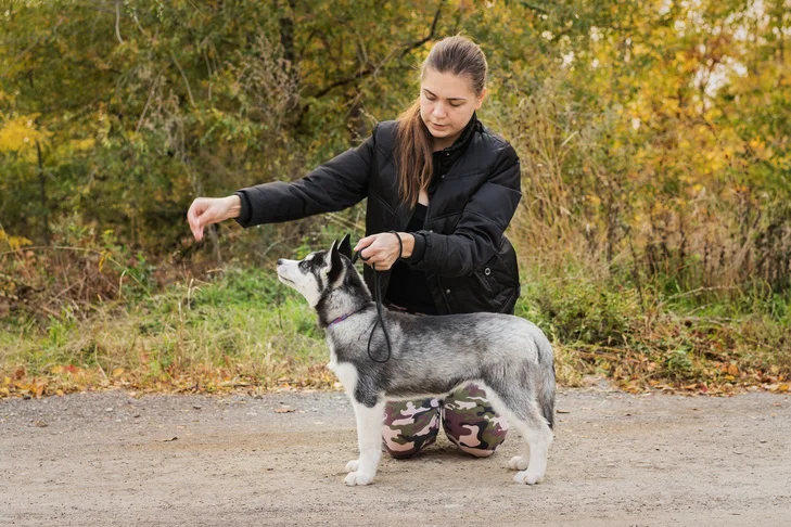 Financing for Animal Care Certification Schools