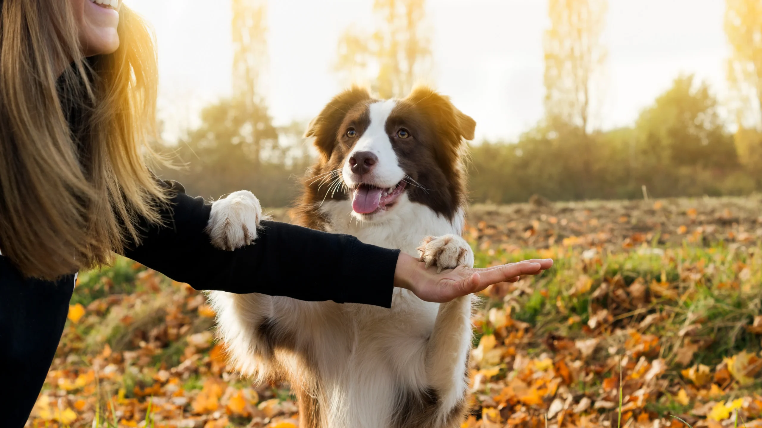 Dog Trainer School Financing